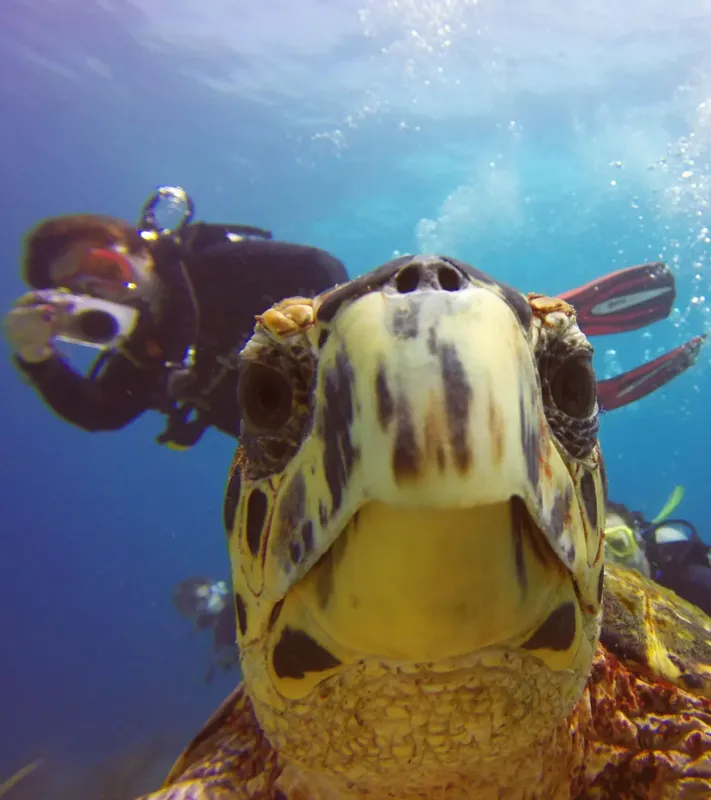 Tortue marine nageant avec un plongeur en eau bleue claire