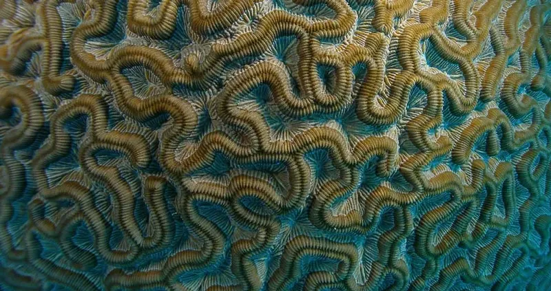 Corail cérébral aux motifs complexes, couleurs ocre et turquoise