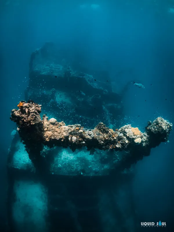 Epave colonisée par la vie marine, poissons et coraux bleus