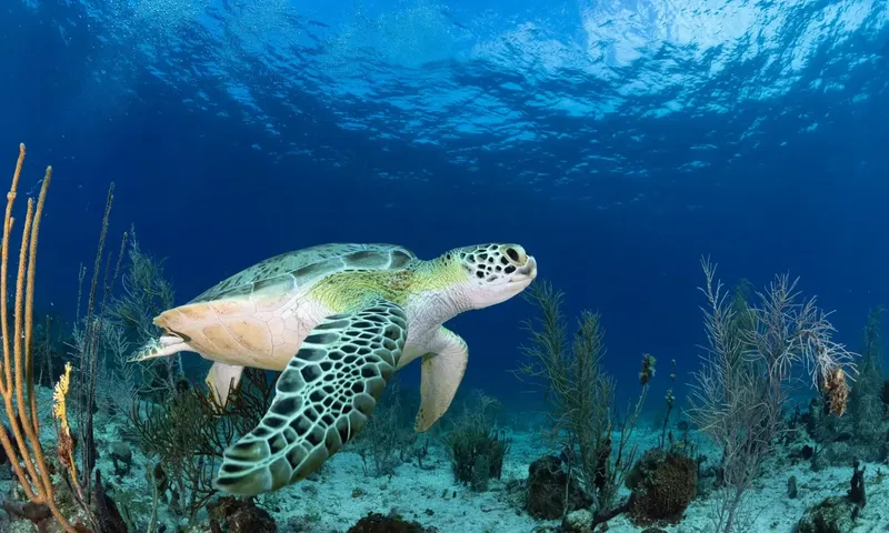 Tortue marine nageant paisiblement dans un environnement sous-marin bleu clair