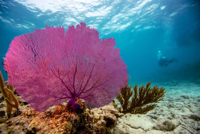 Gros plan sur un gorgonien rose et un fond marin sablonneux