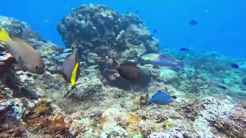 Poissons colorés nageant autour d'un récif corallien sous-marin