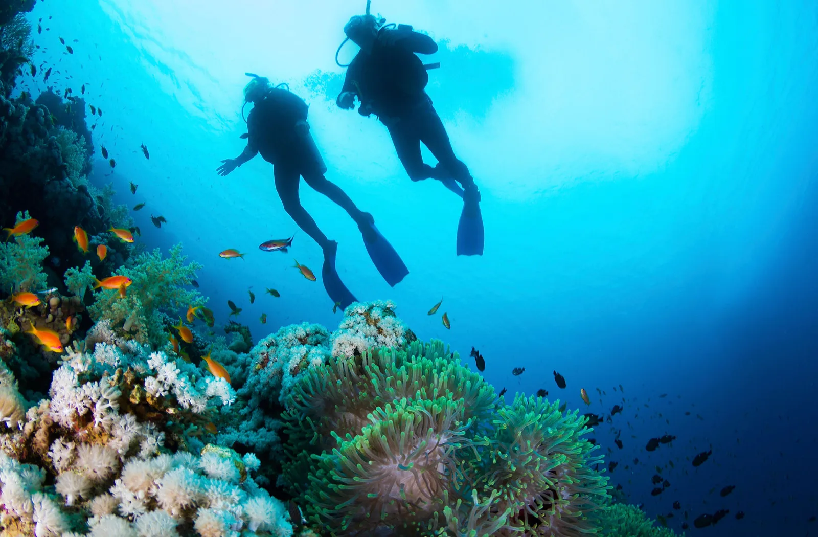 Deux plongeurs explorent un récifal corallien en eau turquoise