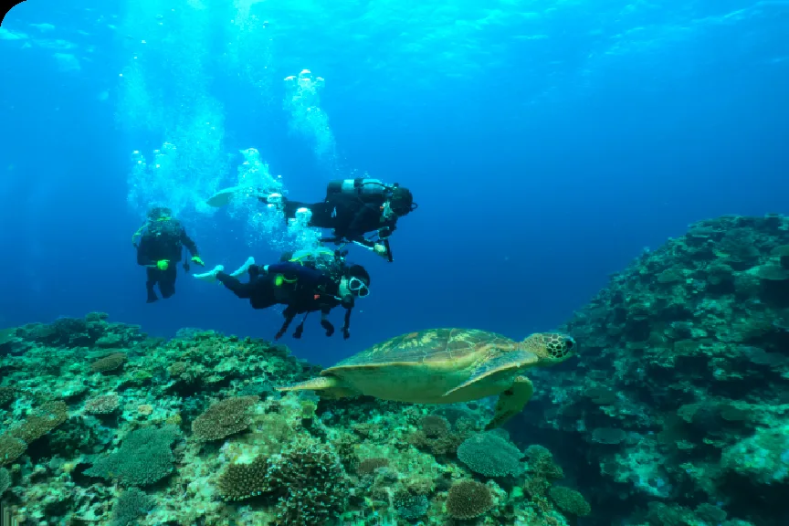 Plongeurs explorent un récif corallien avec une tortue de mer