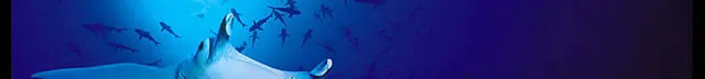 Raies manta évoluent dans une eau bleue claire, scène sous-marine paisible