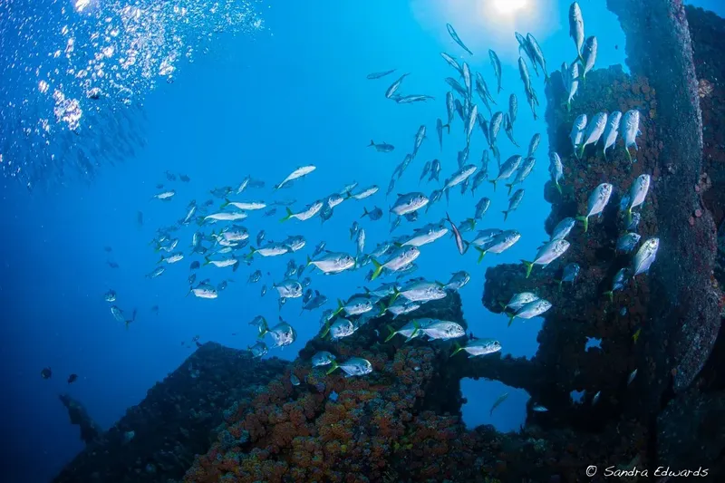 Banc de poissons argentés nageant autour d'une épave sous-marine éclairée