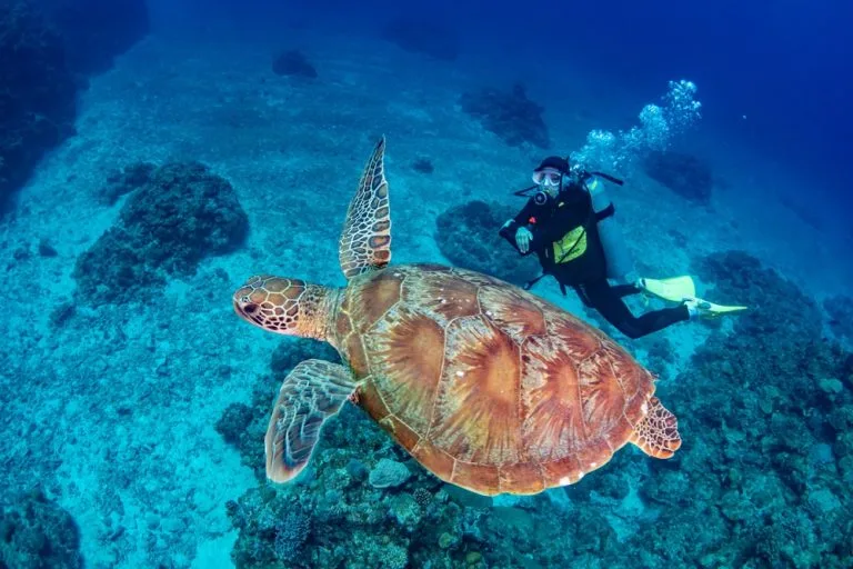 Plongeur nageant avec une tortue de mer dans un récif corallien