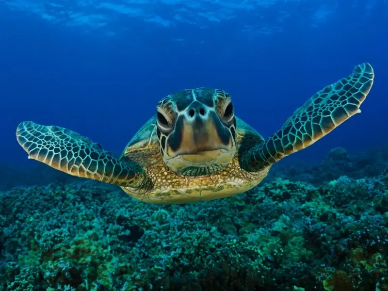 Tortue marine nageant paisiblement au-dessus d'un récif corallien bleu