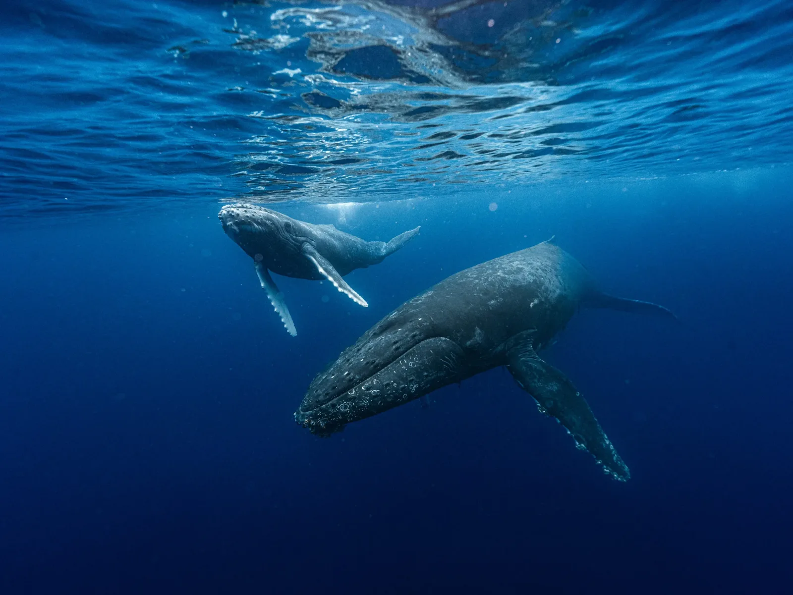 Deux baleines à bosse nagent dans l'eau bleue et claire