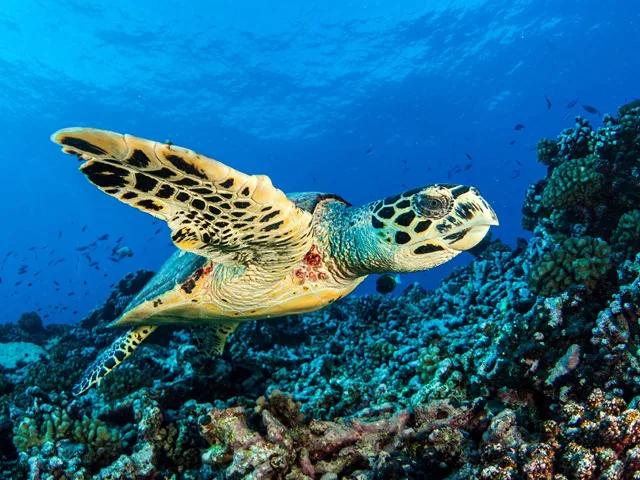 Tortue marine nageant au-dessus d'un récifal corallien bleu et coloré
