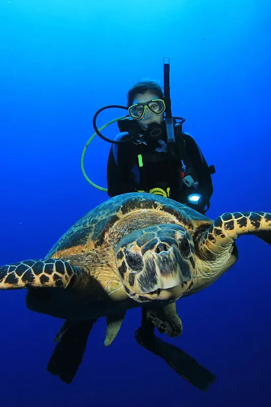 Plongeur face à face avec une tortue de mer en pleine eau