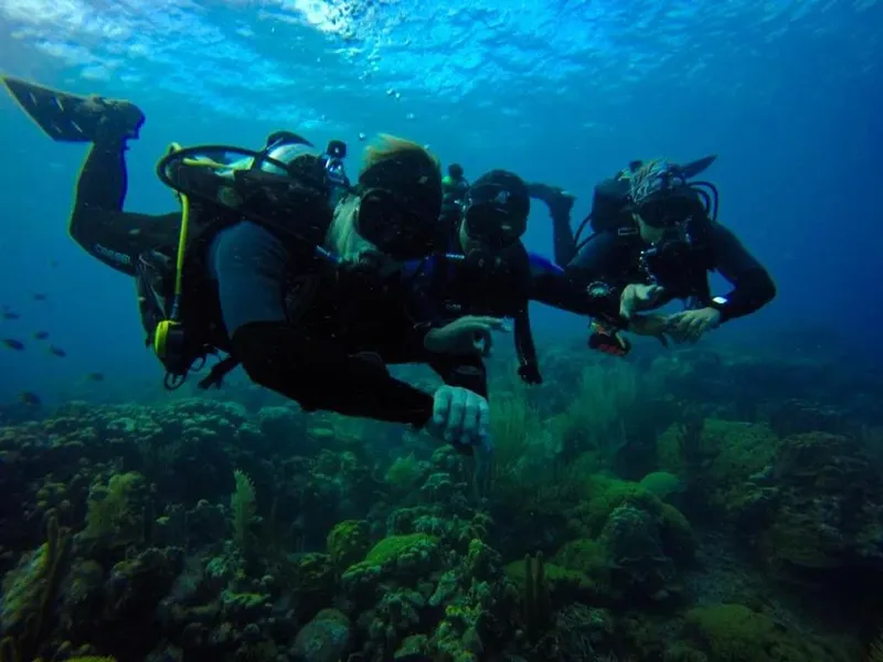Trois plongeurs explorent un récifal corallien en eau bleue