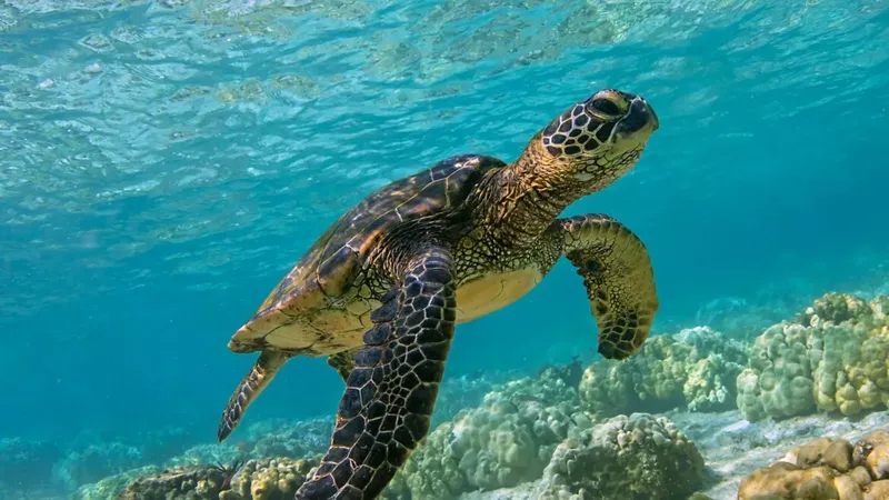 Tortue marine nageant paisiblement au-dessus d'un récifal corallien ensoleillé