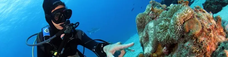 Plongeur pointant un corail massif dans une eau bleue claire