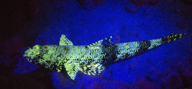 Un poisson de nuit tacheté nage dans l'obscurité sous-marine