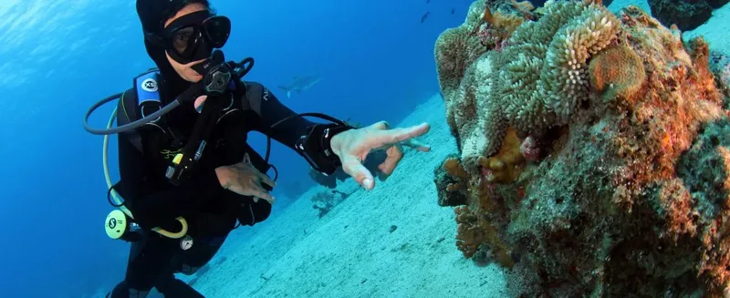 Plongeur pointant vers une coralligère colorée en milieu marin