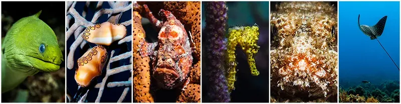 Murène, nudibranches, poissons-scorpion et mante ray sous l'eau