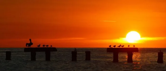 Coucher de soleil sur la mer avec oiseaux posés sur des pilotis