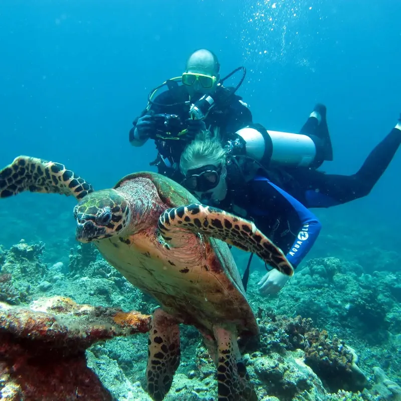 Plongeur et tortue marine nagent ensemble dans un récif corallien