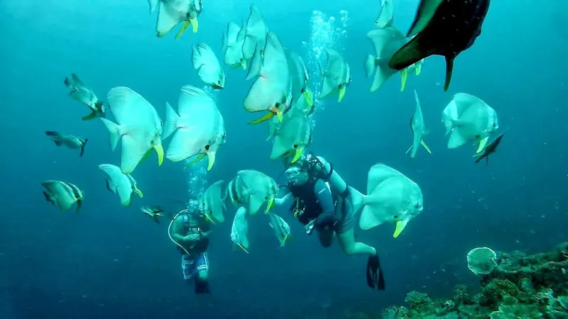 Plongeurs entourés d'un banc de poissons battoides en milieu marin