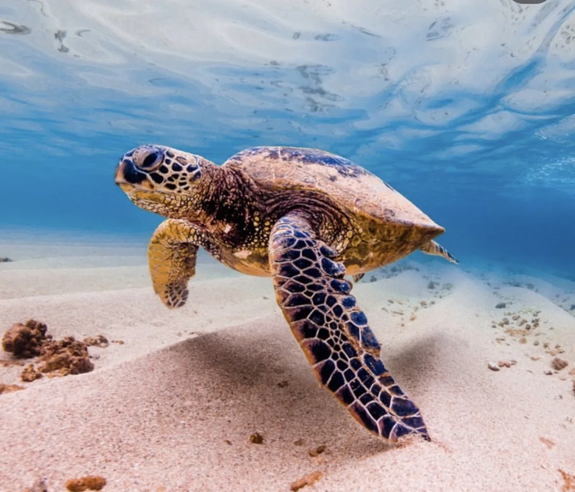Tortue marine nageant au-dessus d'un fond sablonneux en eau claire