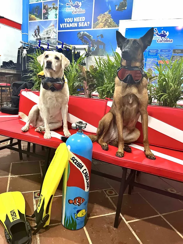 Deux chiens avec masque et tuba devant une bouteille de plongée