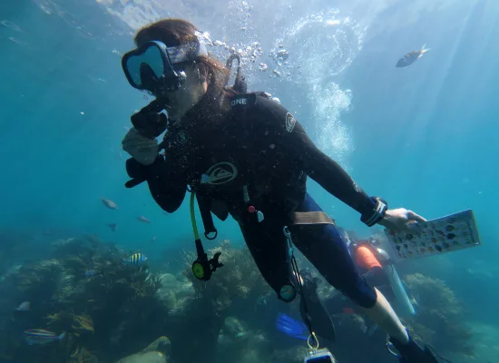 Plongeuse examine une tablette d'identification sous-marine en milieu naturel