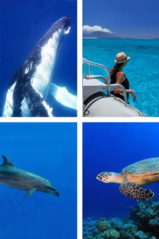 Quatre images sous-marines : baleine, nageuse, dauphin et tortue