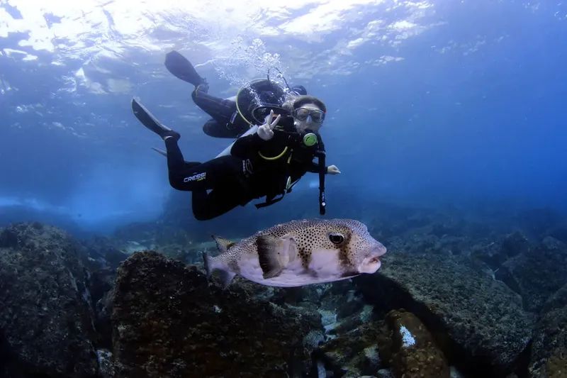 Plongeur et poisson-ballon évoluent ensemble dans un milieu sous-marin bleu