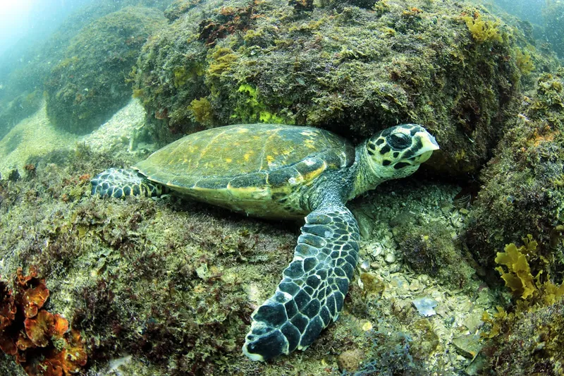 Tortue marine nageant près d'un récif rocheux et d'algues colorées