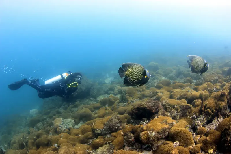 Plongeur et poissons papillons évoluent au milieu d'un récif corallien