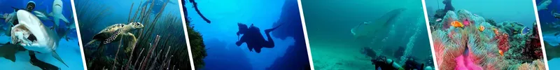 Tortues marines et poissons colorés évoluent dans un milieu aquatique