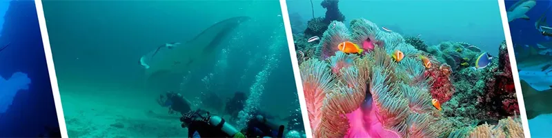 Raie manta et poissons tropicaux dans un récif corallien coloré