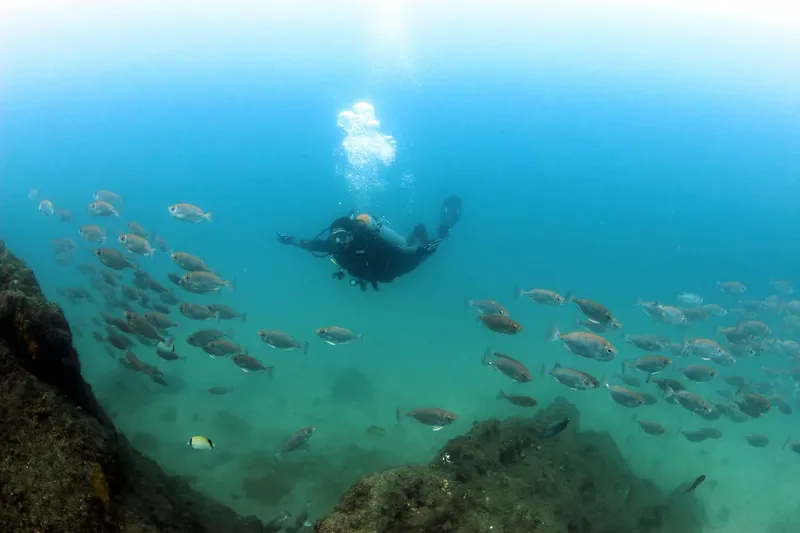 Plongeur au milieu d'un banc de poissons dans une eau claire