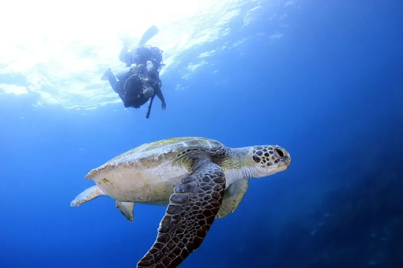 Tortue marine nageant avec un plongeur en eau bleue claire