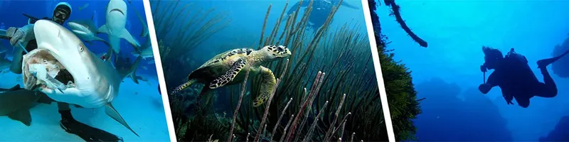 Requins, tortue et plongeur évoluent dans un milieu aquatique bleu