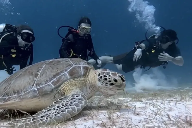 Plongeurs interagissent avec une tortue marine dans un environnement sous-marin