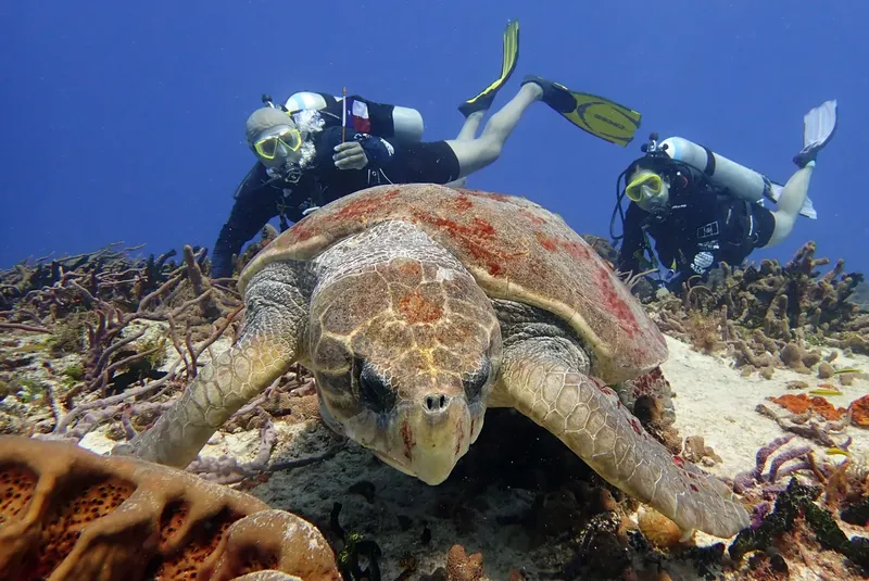 Deux plongeurs nagent au-dessus d'une tortue marine sur un récif corallien