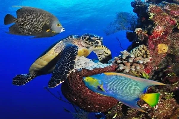 Tortue marine nageant avec des poissons colorés sur un récif corallien