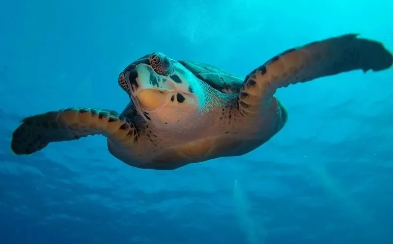 Tortue marine nageant paisiblement dans l'eau bleue, vue rapprochée