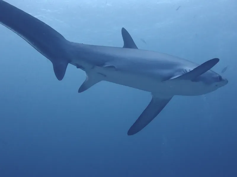 Requin de récif à pointe blanche nageant dans l'eau bleue