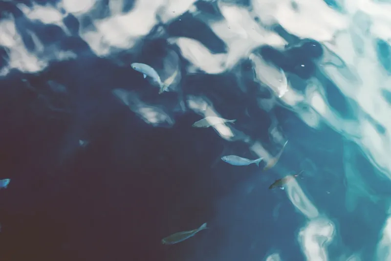 Banc de petits poissons argentés nageant dans une eau claire et mouvante