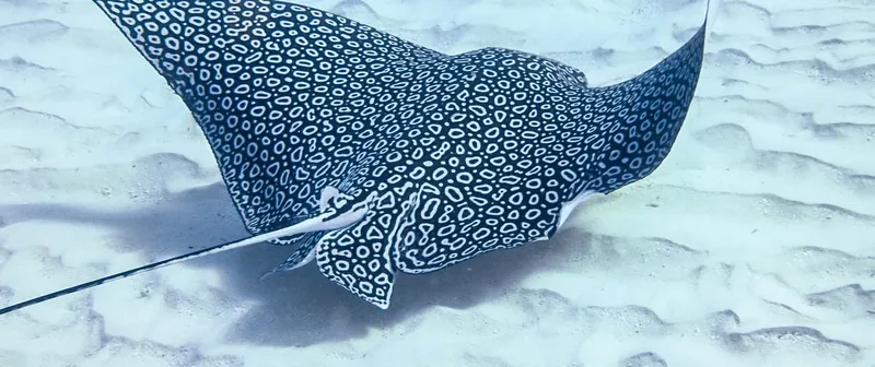 Raie manta à pois blancs nageant au-dessus d'un fond sablonneux clair