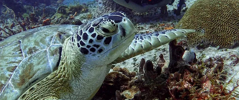 Tortue marine nageant au-dessus d'un récifal corallien coloré et vivant