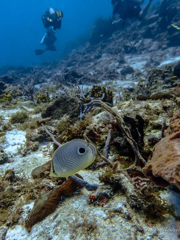 Un plongeur et un poisson papillon nagent au-dessus d'un fond marin corallien