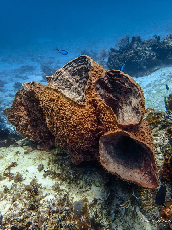 Grande éponge marine brune sur fond sableux avec quelques poissons