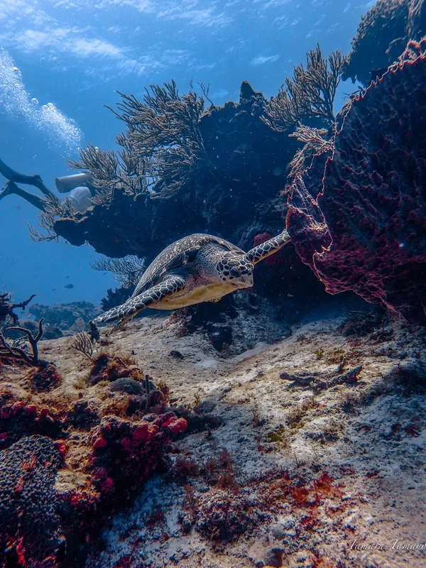 Tortue marine nageant au milieu des coraux et de la faune sous-marine
