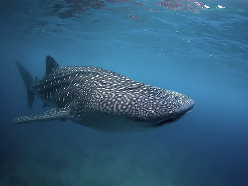 Requin baleine nageant paisiblement dans une eau bleue claire