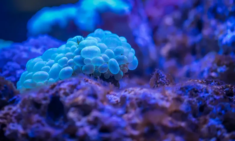 Anémone de mer bleue et blanche sur un récif corallien coloré