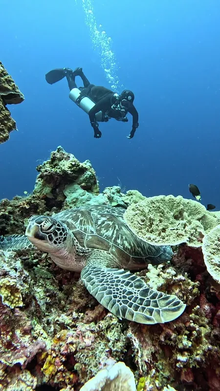 Plongeur et tortue marine évoluent au milieu d'un récif corallien